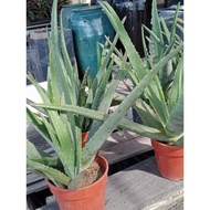 Aloe Vera Giant / Aloe Vera Giant