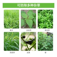 Liben Jiubai Jing Glyphosate 88% Garam Ammonium Glyphosate Bukan Pertanian Pembunuh Rumpai Borong Tu