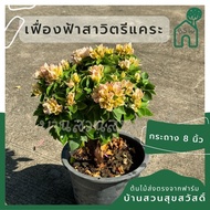เฟื่องฟ้า สาวิตรี กระถาง 8 นิ้ว