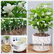 เมล็ดพันธุ์ ต้นมะลิ Jasmine Seeds Aromatic flower seeds ต้นไม้มงคล ต้นไม้ฟอกอากาศ บอนไซ ต้นไม้ พันธุ