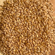 Organic Einkorn Grain | 1 kg | Sprouting Grade
