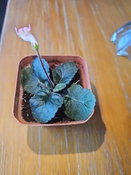 Sinningia迷你岩桐苗