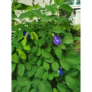 Live plant anak pokok bunga telang biru blue pea flower sapling  tree
