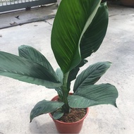 Spathiphyllum Peace lily plant