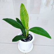 tanaman philodendron linette philo linet