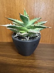 龍舌蘭 紅貓 （日本帶回香港）