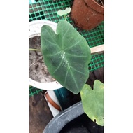 caladium aloha keladi aloha