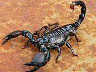 Hũ 10 con bọ cạp đen