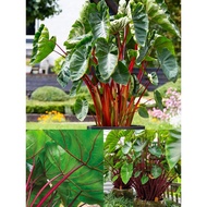 Colocasia Hawaiian Punch