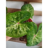 CALADIUM THAI HYBRID KELADI THAI