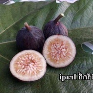 Figs ต้นมะเดื่อฝรั่ง พันธุ์ Iraqi (อิรักกี้) อร่อย หวาน หอมมากๆ ต้นสมบูรณ์มาก รากแน่นๆ จัดส่งพร้อมกร