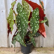 tanaman hias begonia maculata/begonia polkadot