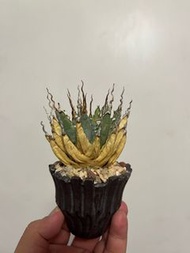 曲刺妖炎 龍舌蘭塊根植物多肉植物連植木鉢不是象足漆樹不是象牙宮