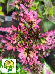 Mayana Coleus Flame Wings (Rare Mayana) with FREE garden soil (Outdoor Plant, Real Plant, LivePlant and Limited Stock) - Plants for Sale