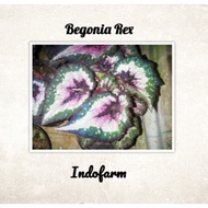 Tanaman Bibit Begonia Rex