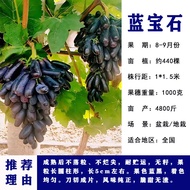 【Good Feeding】Ouyuan Man Sapphire Grape Tree Sunshine Rose Seedless Grape Seedling Climbing Vine Balcony Garden Bonsai F