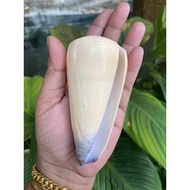 Collection Of Shells Purple-Mouthed Cement Cups Rare Size 9-10 CM