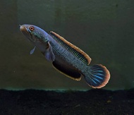 Super Limbata rim tebal beli 2 gratis 1 size5/15cm