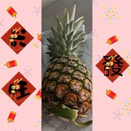 Nenas MD2. 水晶黄梨住家种植，1prs honey pineapple