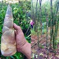 30 เมล็ด เมล็ดพันธุ์ ไผ่บงหวาน Bambusa Sp ไผ่หวาน ไผ่ตงหวาน เมล็ดไผ่ พืชเศรษฐกิจใหม่ หน่อไม้ ไผ่ ไม้ไผ่.