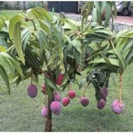 Pokok Mangga Irwin (Pokok Kawin)