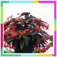 Tanaman Hias Begonia Coccinea scarlet Begonia -begonia Clasic Terlaris