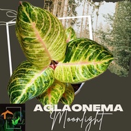 Aglaonema Moonlight Live Plants