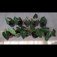 ANTHURIUM REGALE