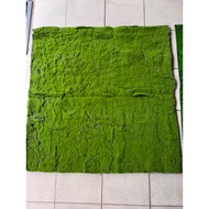 🇲🇾Moss Carpet Karpet Lumut Rumput Saiz 1m x 1m / 1m x 2meter