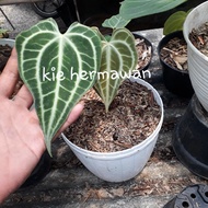 anthurium king of clarinervium tanaman/kuping gajah tarantula king