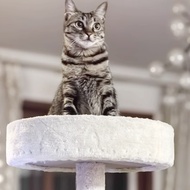 Rangka Memanjat Kucing DIY Kapsul Ruang Memanjat Rangka Dulang Memanjat Rangka Melompat Pelantar Rum