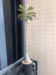 索科特拉沙漠玫瑰 索島沙玫