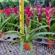 [CNY 2026] TKL - Guzmania ElcopeRed/Yellow/Purple/Conifera/Concubine/Classic/Kallisto 鸿运当头/卡丽/火炬/三星报