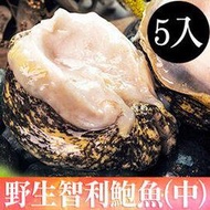 團購5顆優惠！南海豐【野生智利鮑魚-中】智利當地限期開採，上岸去殼活急凍，海上先生嚴選，秋冬進補首選(5入每顆100g~150g)