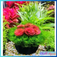 Green arhat seaweed mixed with red Arhat with built-in nutritional substrate