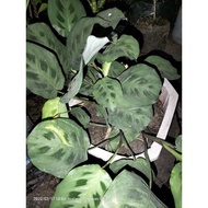 RABBIT FOOT CALATHEA LIVE PLANTS