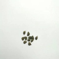 ⊙ ✨ ▪ 【COD】10pcs Rare Calathea Seeds Air Freshening Plants Seeds #SW2