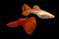 albino full red ikan guppy guppy fish