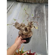 bonsai bougenville bonggol besar