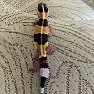 AFT Gecko Female African Fat Tailed