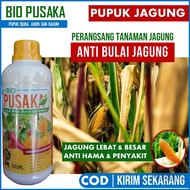 (PUPUK TERBAIK) Untuk Jagung Lebat Anti Bulai Busuk Batang Daun dan Buah Jagung – Obat Nutrisi Pembesar Jagung – Fungisida Anti Bulai Jagung – Pupuk Pestisida Jagung – Pupuk Jagung Manjur Untuk Melebatkan dan Atasi Bulai Jagung Panen Maksimal