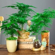 LOCAL READY STOCK-Clouds Bamboo Seeds Asparagus Fern Seeds Indoor Bonsai Asparagus Fern Seed 50 Part