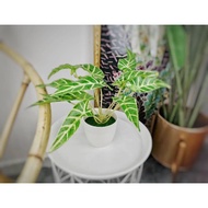 Readystok pokok foliage