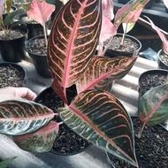 bunga aglonema red sumatra 4/5 daun asli