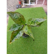 Sindo - Aglaonema Red Army Live Plant EYALJ0GF6S