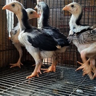Ayak Ayam Bangkok Klasik X Pakhoy X Pama Terlaris