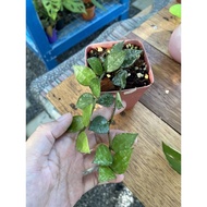 Hoya Krohniana Eskimo Super Silver | RARE HOYA | TWO PLANTS INA POT