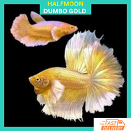 RFA HM Dumbo GOLD Half-moon Betta Fish / Ikan Laga Dumbo GOLD Halfmoon / Dumbo HM / Elephant Ear HM