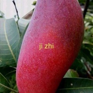 ￼bibit mangga ji Zhi asli import
