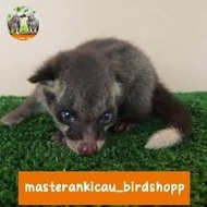 musang baby pandan ekput mewah mempesona